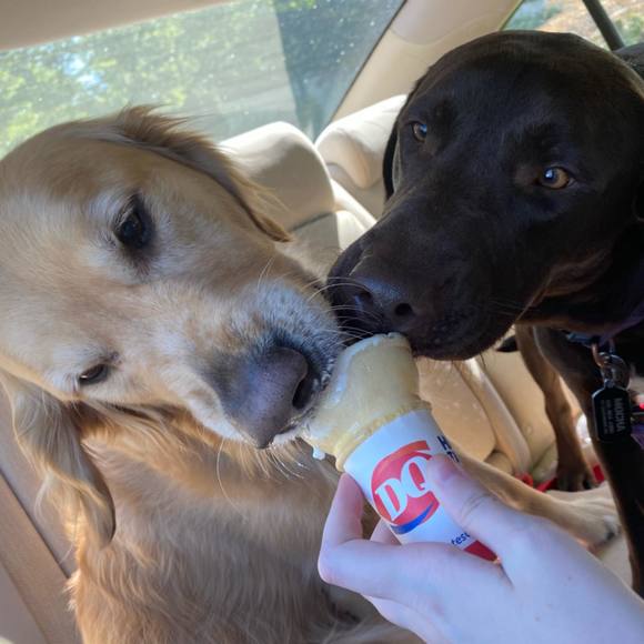 Meet your Posher, Gracie - Picture 1 of 1